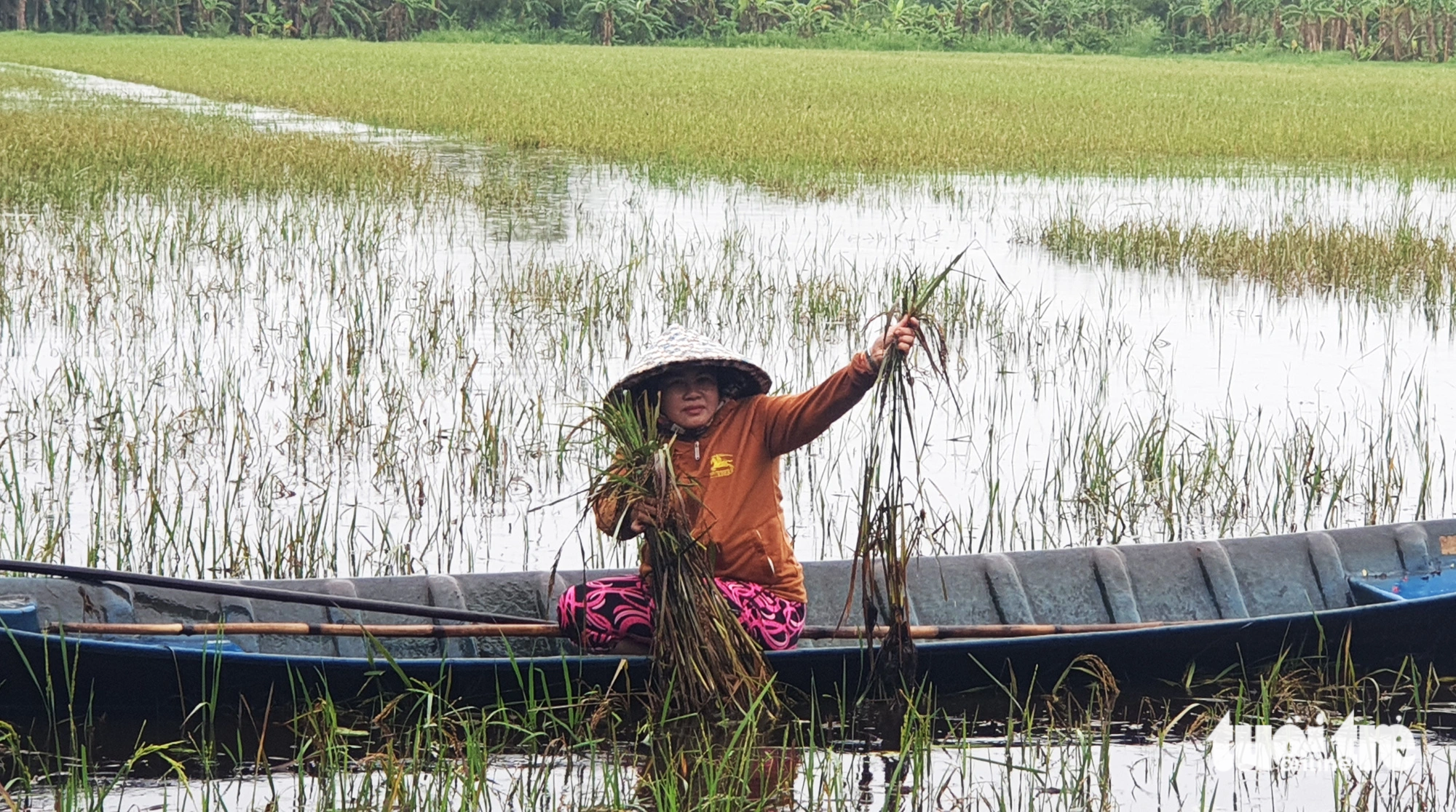 Hơn 1,5ha lúa hè thu của bà Hứa Thị Thương ở huyện Trần Văn Thời, tỉnh Cà Mau bị mưa lớn làm ngập úng, không thể thu hoạch - Ảnh: THANH HUYỀN