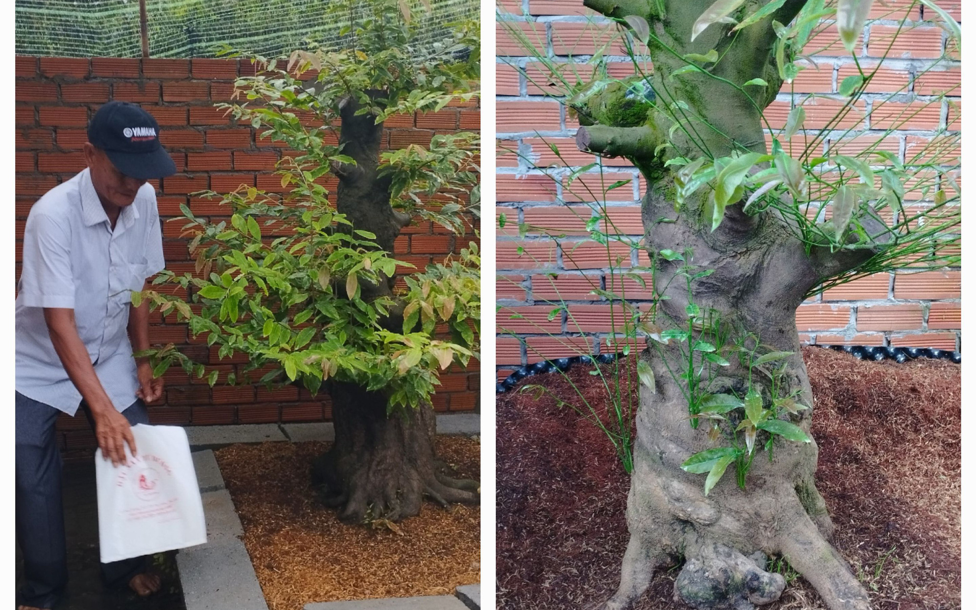 Nhóm chuyên trộm mai vàng tiền tỉ lãnh án- Ảnh 2. Bắt nhóm chuyên trộm mai vàng có trị giá hàng tỉ đồng