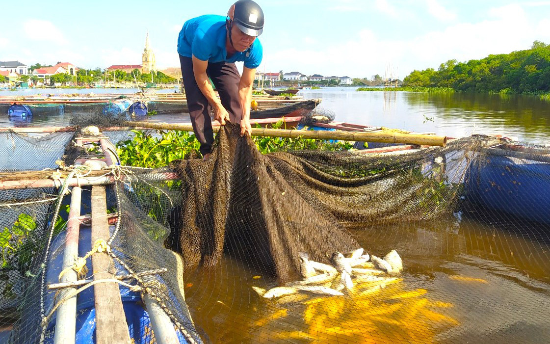 Cá nuôi lồng bè của hàng chục hộ dân bất ngờ chết hàng loạt