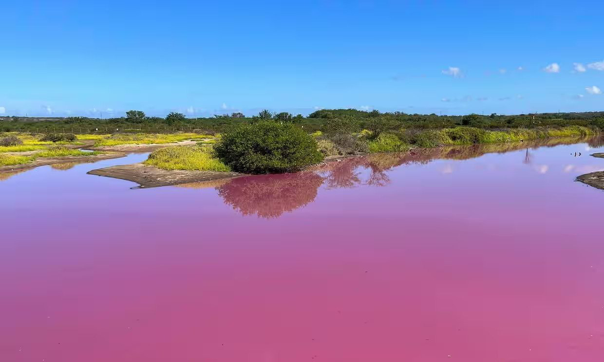 Several theories have been put forward behind the strange pink color of this coastal pond - Photo: AP