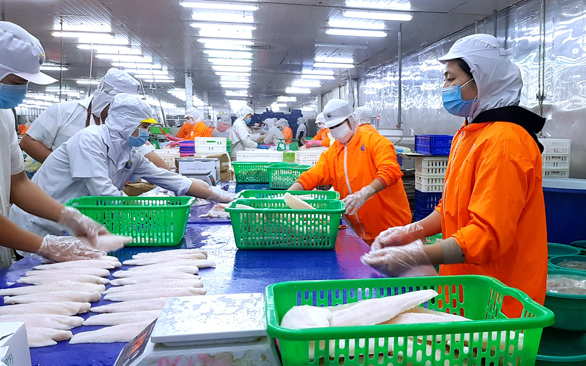 Đơn hàng bỗng nhiều lại, xuất khẩu 'loại cá tỉ USD' của Việt Nam tăng trưởng- Ảnh 3. Nuôi cá tra lỗ nặng, nông dân vẫn phải bán chịu cho doanh nghiệp