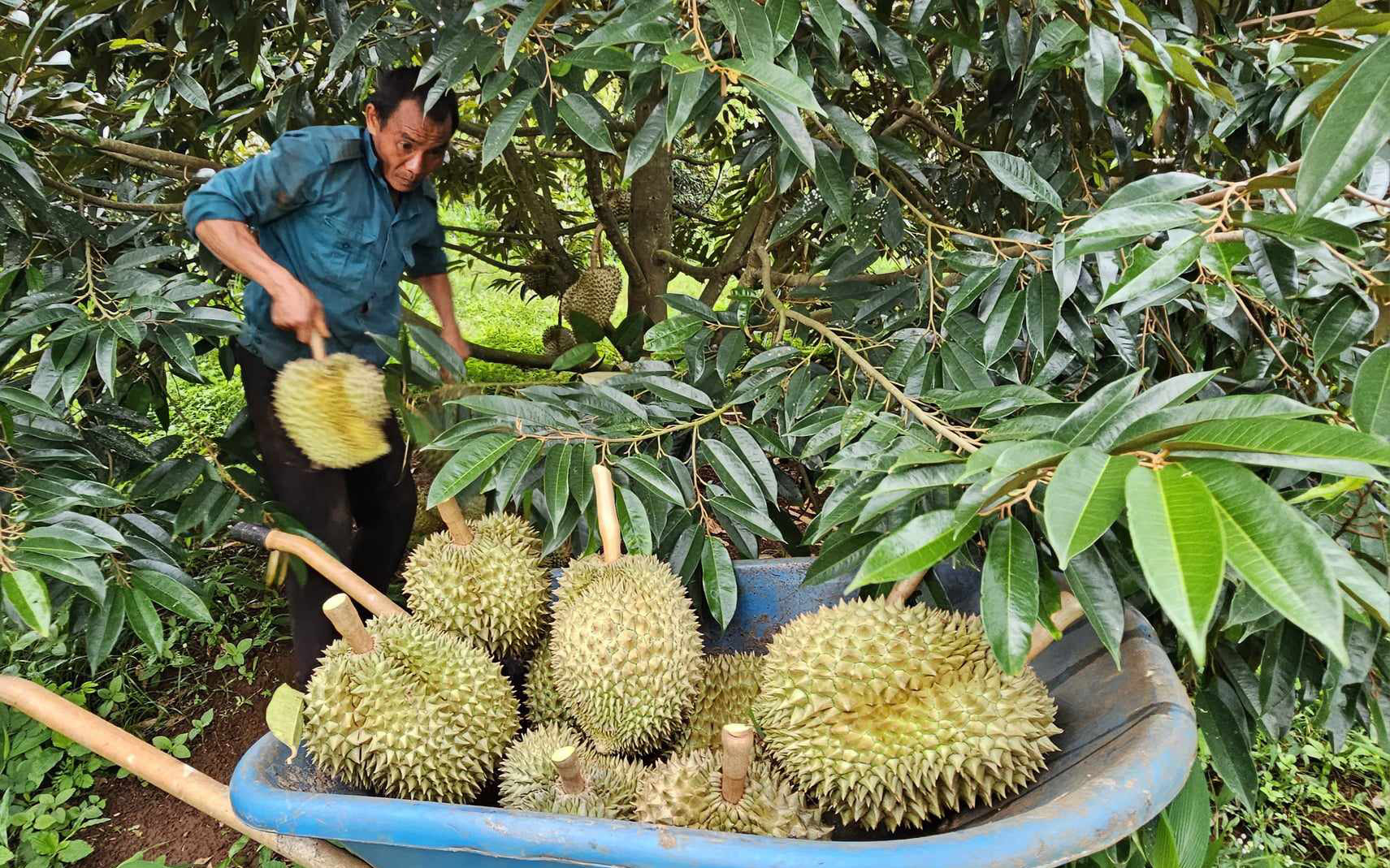 Đã hết nửa năm, sầu riêng xuất khẩu có đạt được kỷ lục 3,5 tỉ USD năm 2024?- Ảnh 2. Xuất khẩu rau quả tháng 11 giảm mạnh vì sầu riêng hết mùa