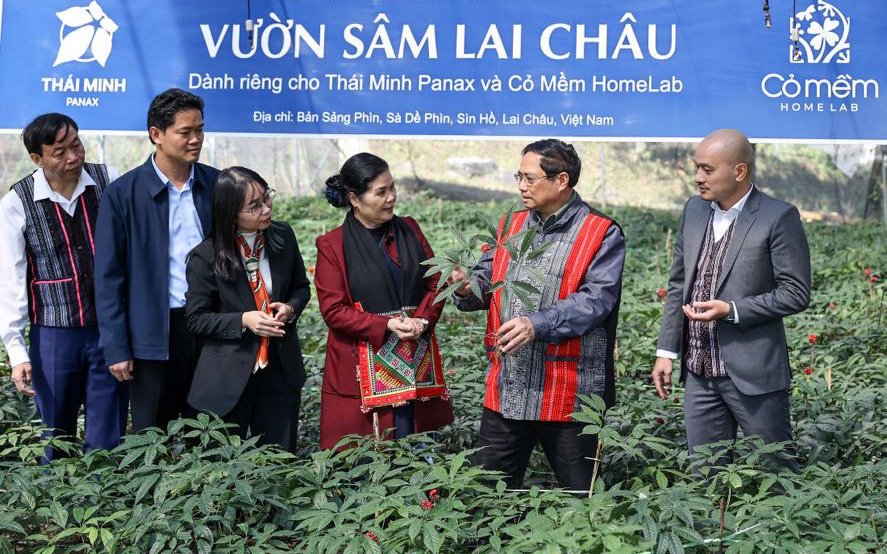 Nông dân mất trắng hàng trăm triệu đồng sau 2 năm trồng quế thay thế cây tràm- Ảnh 3. Liên kết