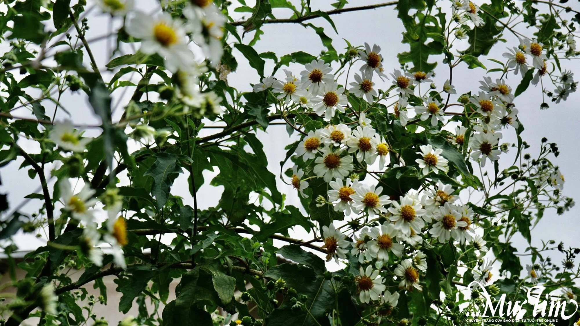 Đến Đà Lạt, đừng quên ngắm hoa dã quỳ trắng- Ảnh 3.