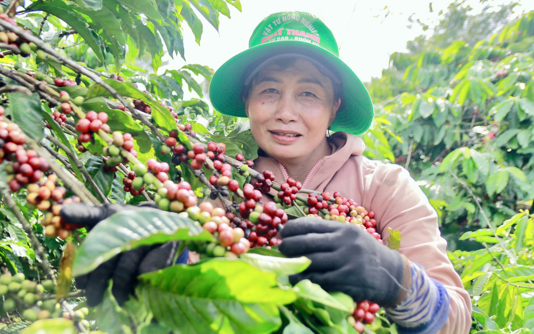Giá cà phê tăng kỷ lục từ vườn ra vỉa hè- Ảnh 3. Giá đạt đỉnh lịch sử, cà phê Việt trở nên lấp lánh
