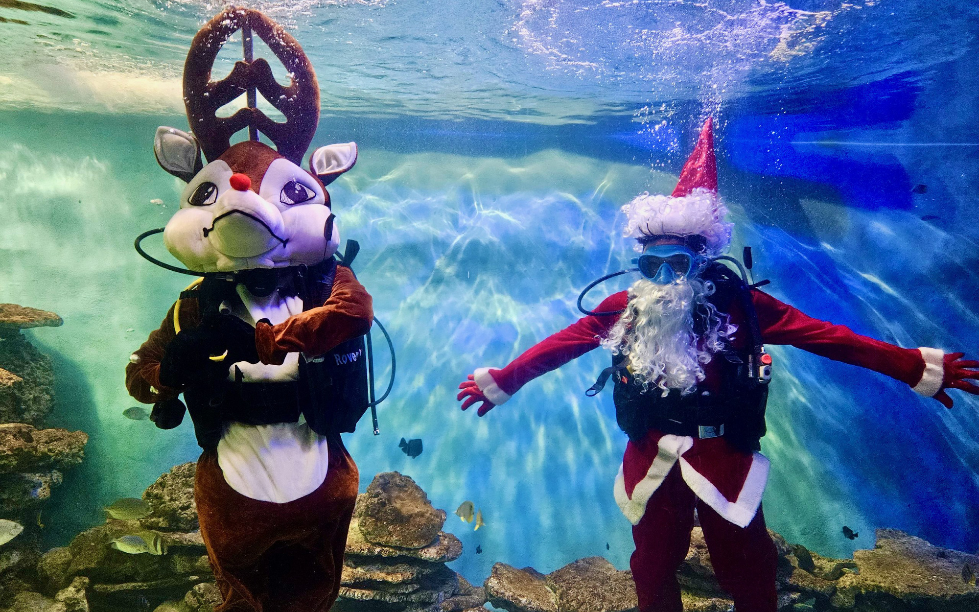 Ngừng thi công khách sạn 23 tầng ở dự án thủy cung Vũng Tàu- Ảnh 4. Du khách thích thú với ông già Noel, tuần lộc dưới thủy cung ở Viện Hải dương học
