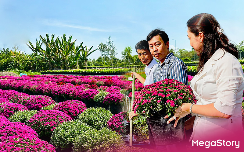 Bí thư Tỉnh ủy Đồng Tháp kiểm tra công trình 140 tỉ phục vụ Festival hoa kiểng Sa Đéc- Ảnh 4. Hàng ngàn giỏ cúc mâm xôi nhiều màu cung ứng Festival hoa kiểng Sa Đéc