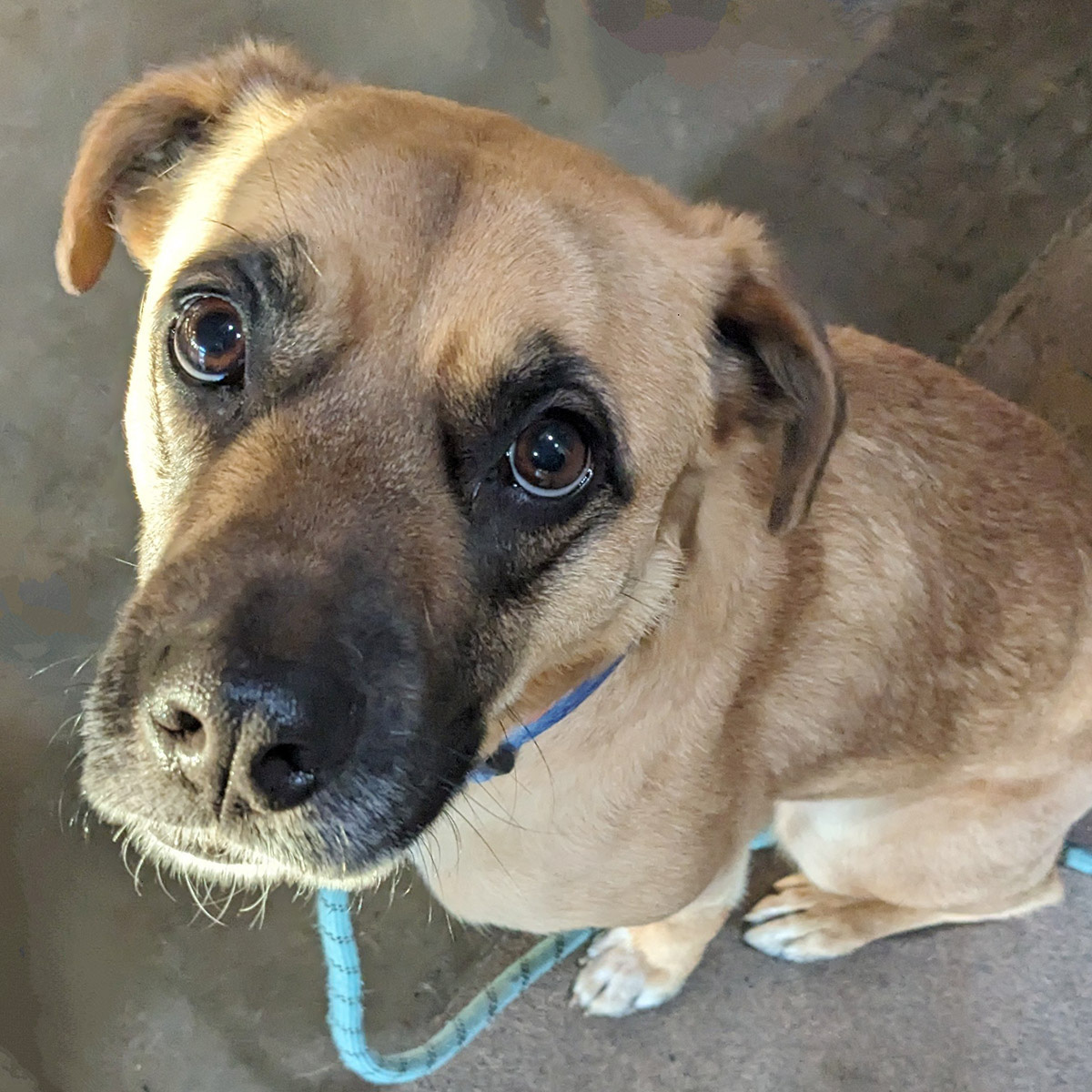 Vì sao mắt chó hầu hết có màu nâu đen? - Tuổi Trẻ Online