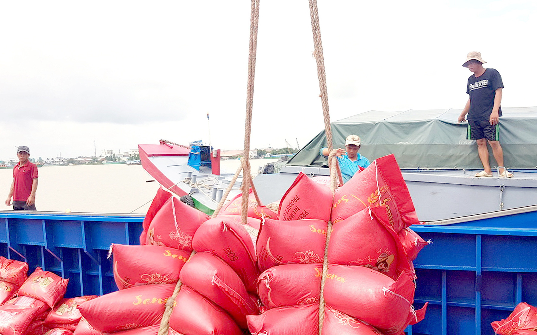 Giá lúa gạo quay đầu giảm mạnh cận Tết, doanh nghiệp nói còn giảm tiếp- Ảnh 3. Giá lúa gạo tăng cao, nông dân lại bỏ tôm, trồng lúa