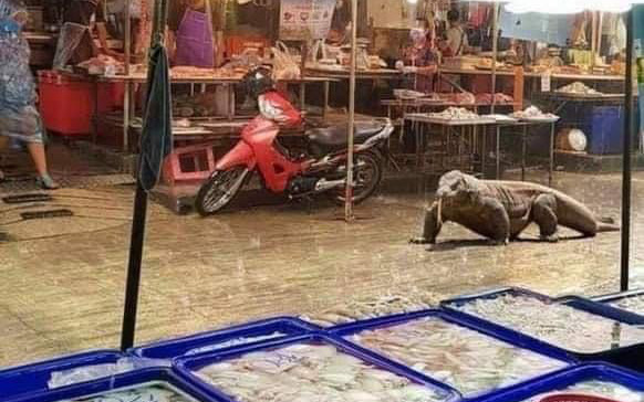 Ảnh vui 28-12: Nghe bảo 