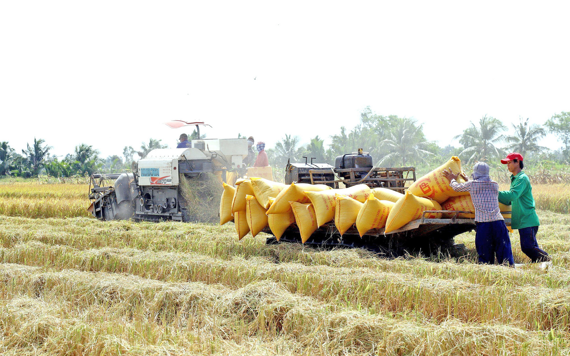 Giảm phát thải mới nâng được giá trị hạt gạo Việt- Ảnh 2. Đề án 1 triệu ha lúa chất lượng cao ở Đồng bằng sông Cửu Long: Hàng triệu nông dân sẽ được hưởng lợi