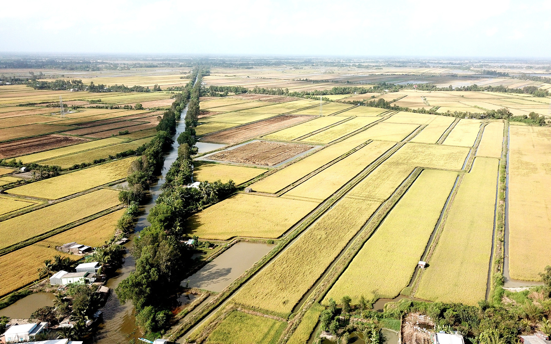 Đơn vị tổ chức tuyên bố gạo ST25 đoạt giải nhất gạo ngon nhất thế giới năm 2023- Ảnh 2. Tranh cãi sau hội thi gạo ngon nhất thế giới: Ông Hồ Quang Cua bức xúc, ban tổ chức lên tiếng