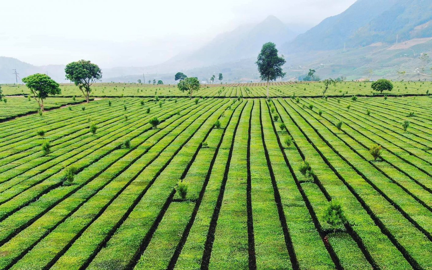 Phát triển kinh tế biên mậu, mở thêm một cửa khẩu song phương tại Lai Châu- Ảnh 3. Lai Châu: Thúc đẩy phát triển sản xuất nông nghiệp quy mô lớn