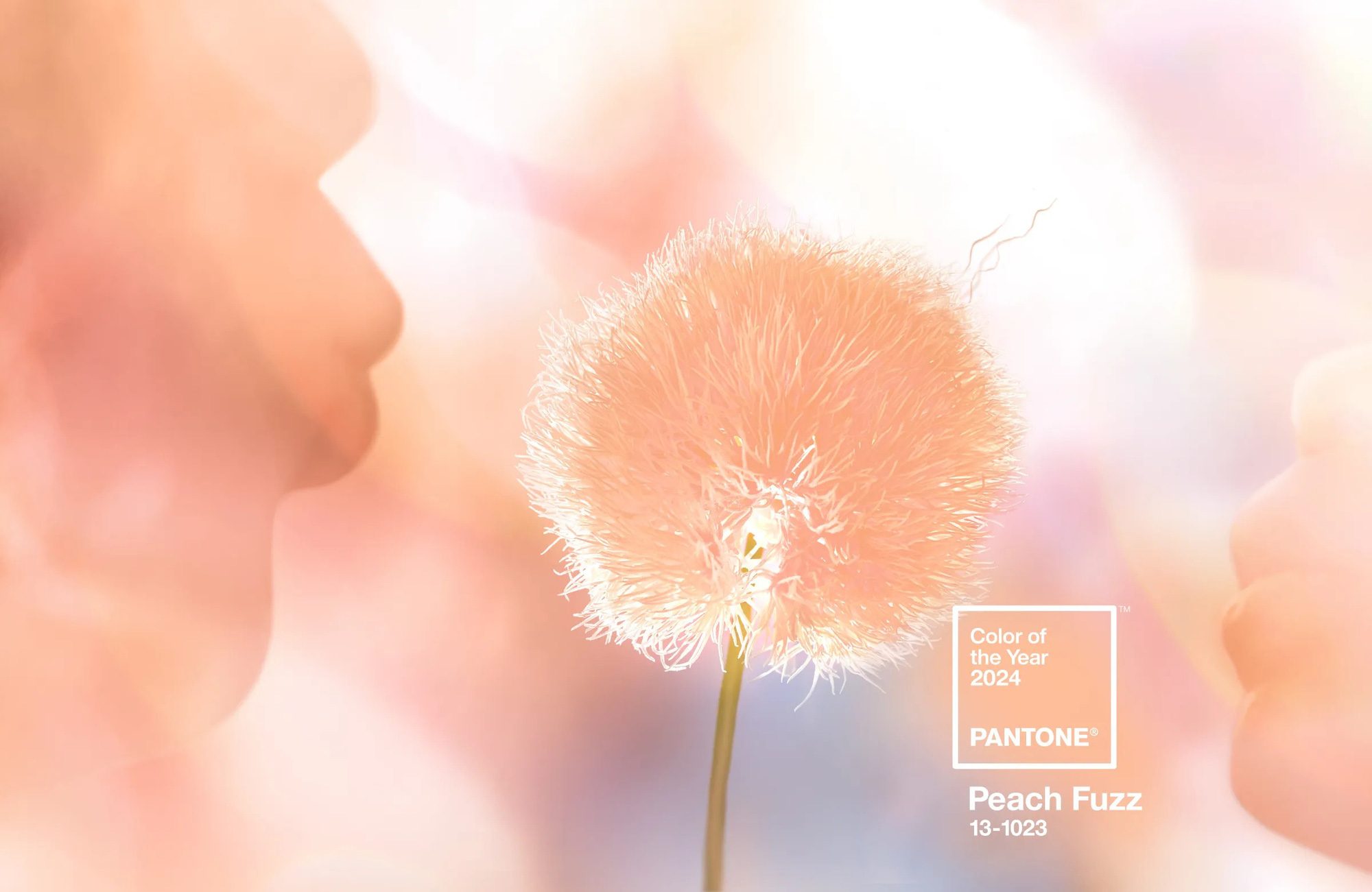 Màu của năm 2024 là màu 13-1023 Peach Fuzz - Mang ý nghĩa sâu sắc và cảm  hứng tích cực từ Pantone | ACFC Blog: Tin Tức & Xu Hướng Thời Trang Cao  Cấp, Trendy