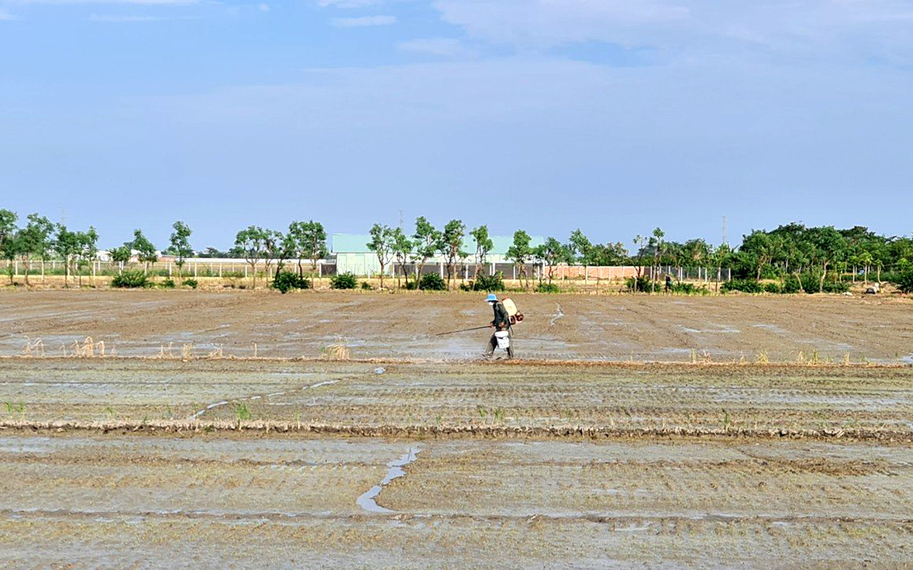 Nắng nóng, miền Tây cảnh báo cháy rừng cấp nguy hiểm- Ảnh 3. Lúa có giá cao, nông dân miền Tây liều xuống giống vụ 3 dù hạn mặn đe dọa
