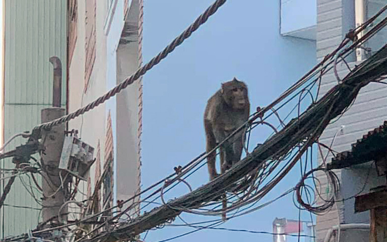 Khỉ đuôi dài đu dây cáp, ngang nhiên chui vào nhà dân ở quận 7 lục đồ ăn