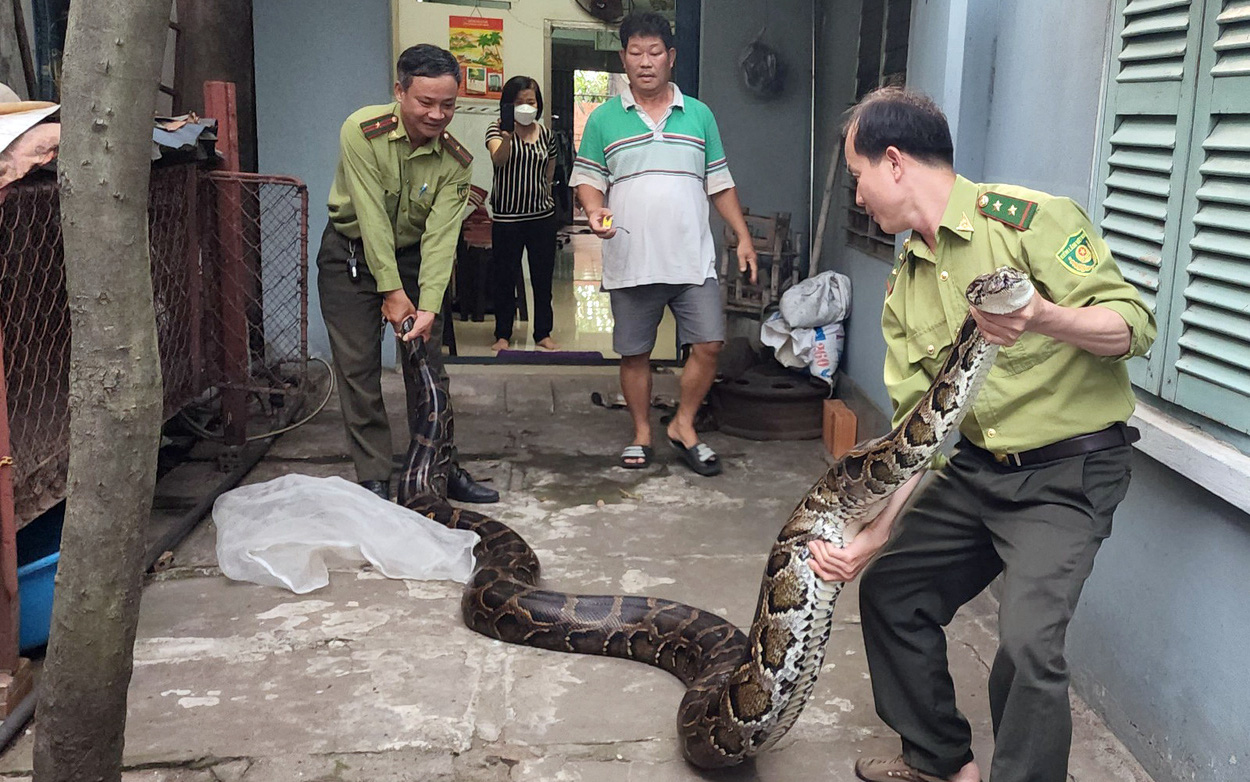 Người dân giao trăn đất nặng 63kg cho kiểm lâm