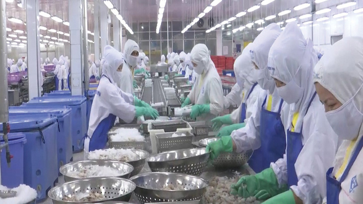 Công nhân làm việc trong một doanh nghiệp chế biến tôm tại Sóc Trăng - Ảnh: KHẮC TÂM