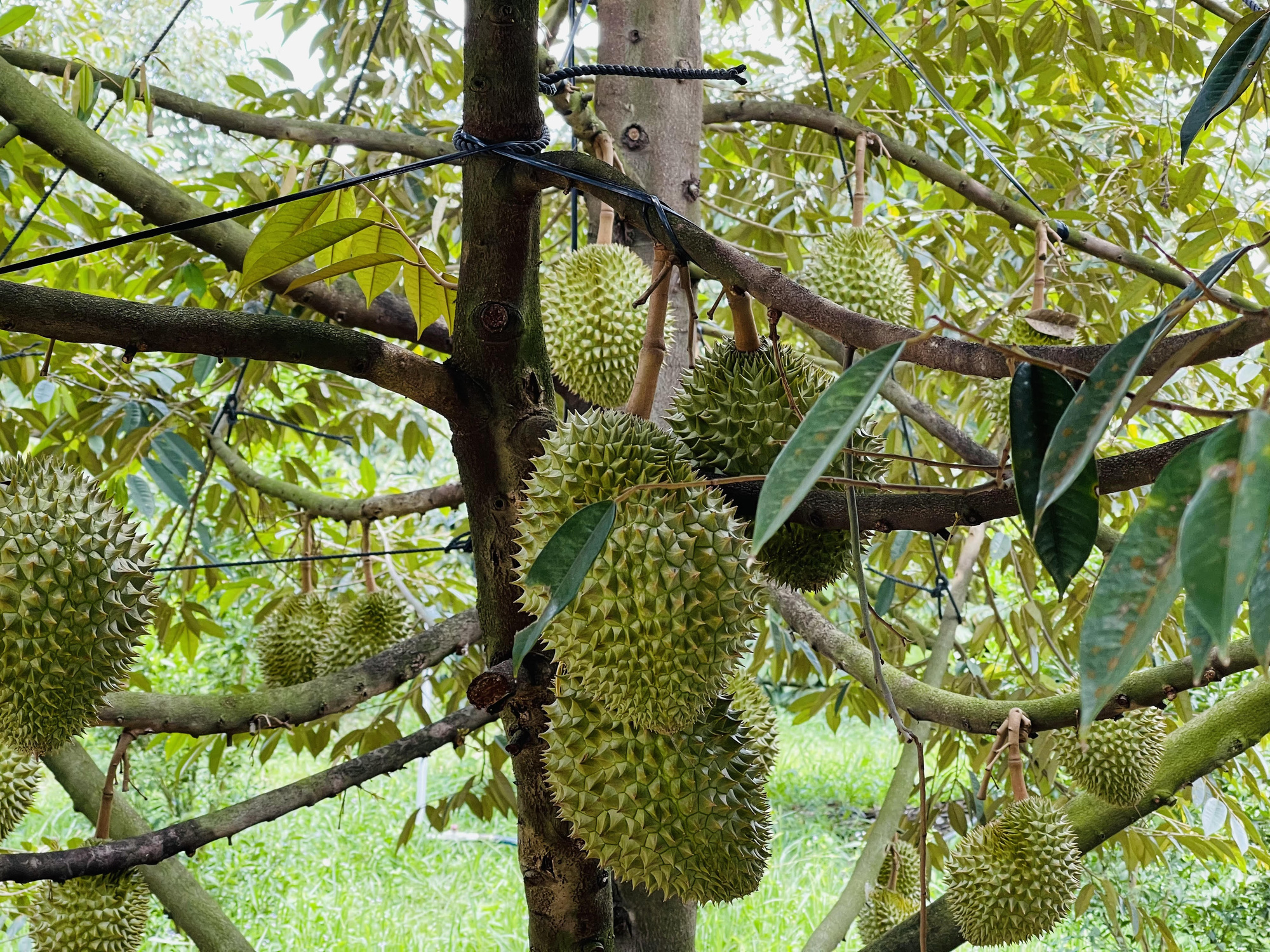 Ứng dụng kỹ thuật thâm canh nâng cao hiệu quả cây sầu riêng chuyên canh   Cổng Thông tin điện tử tỉnh Tiền Giang