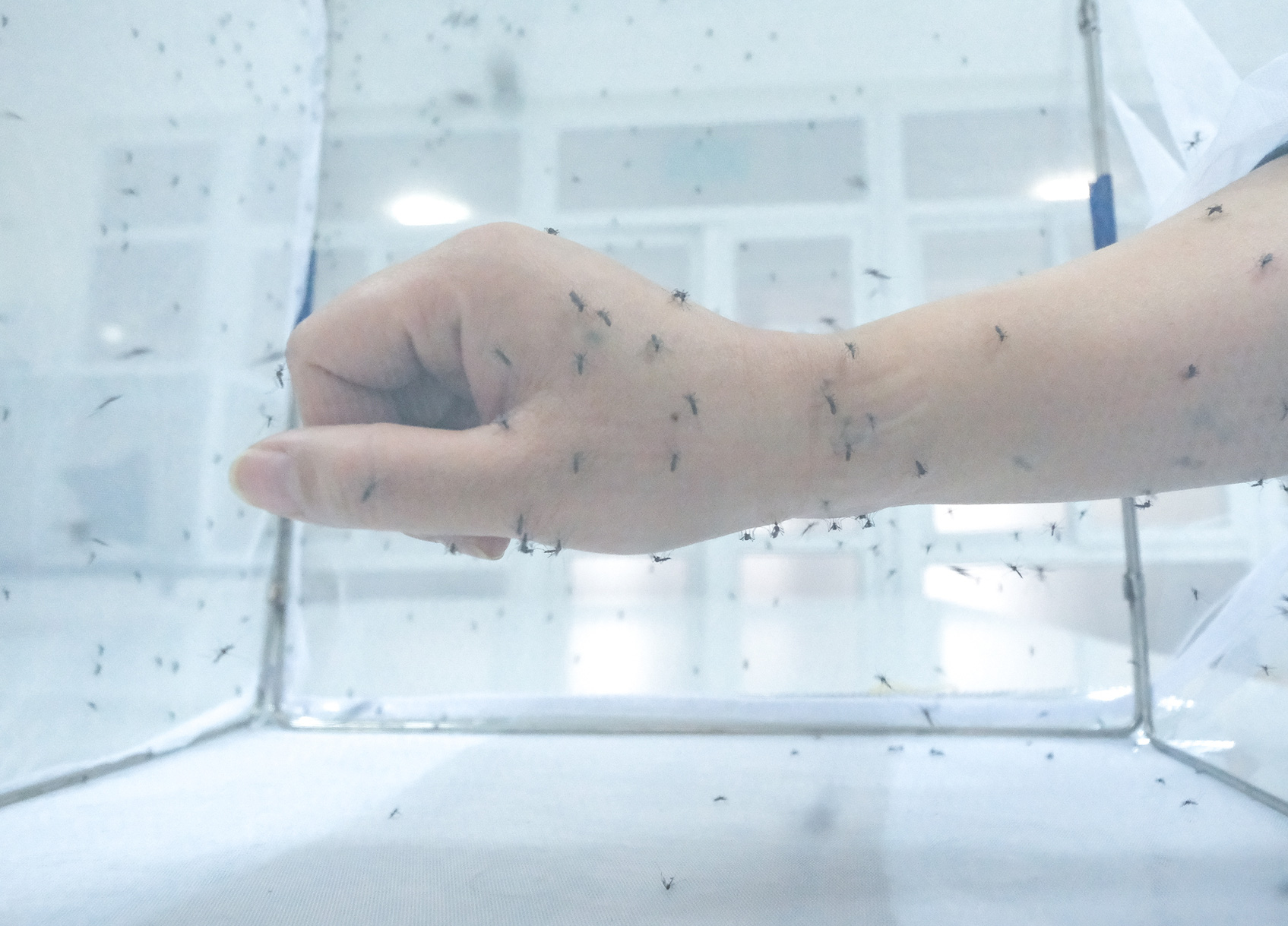 Cán bộ y tế cho muỗi đốt để phục vụ nghiên cứu tại Viện Sốt rét - Ký sinh trùng, Côn trùng trung ương - Ảnh: NAM TRẦN