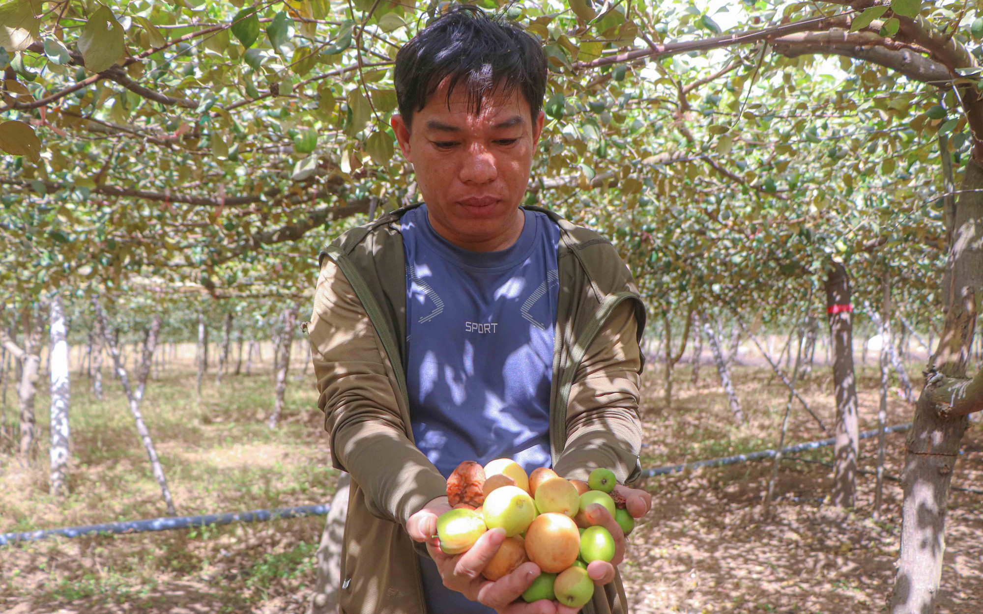 Người trồng táo Ninh Thuận điêu đứng vì bụi công trình cao tốc