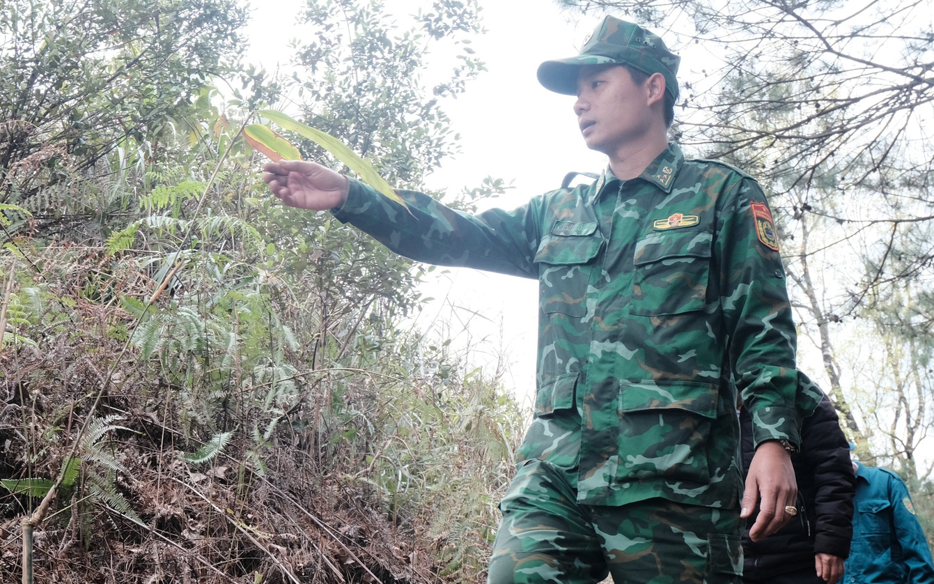 Lũy tre Việt làm hàng rào mềm, dựng