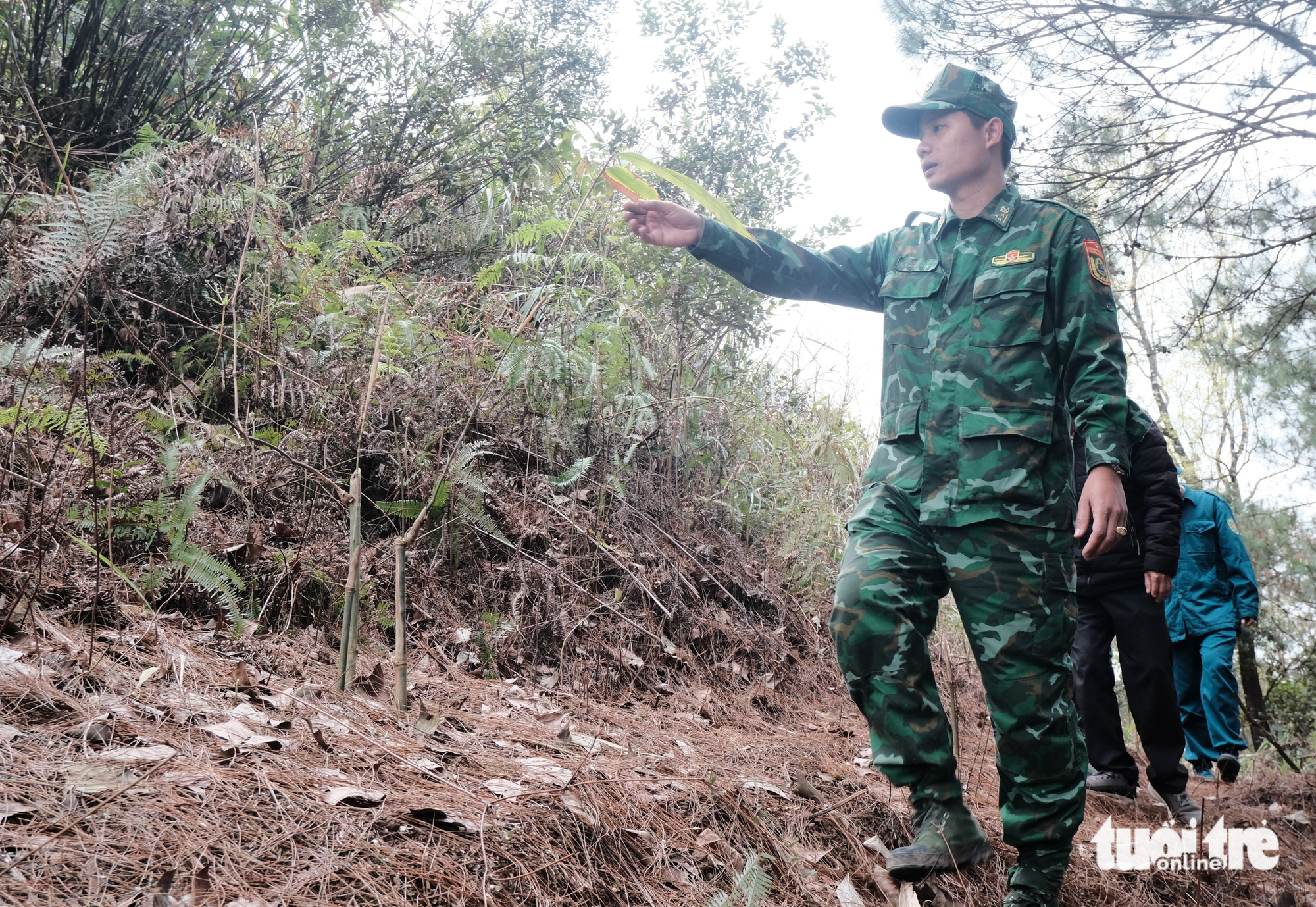 Lũy tre Việt làm hàng rào mềm, dựng thành lũy xanh biên giới - Ảnh 1.