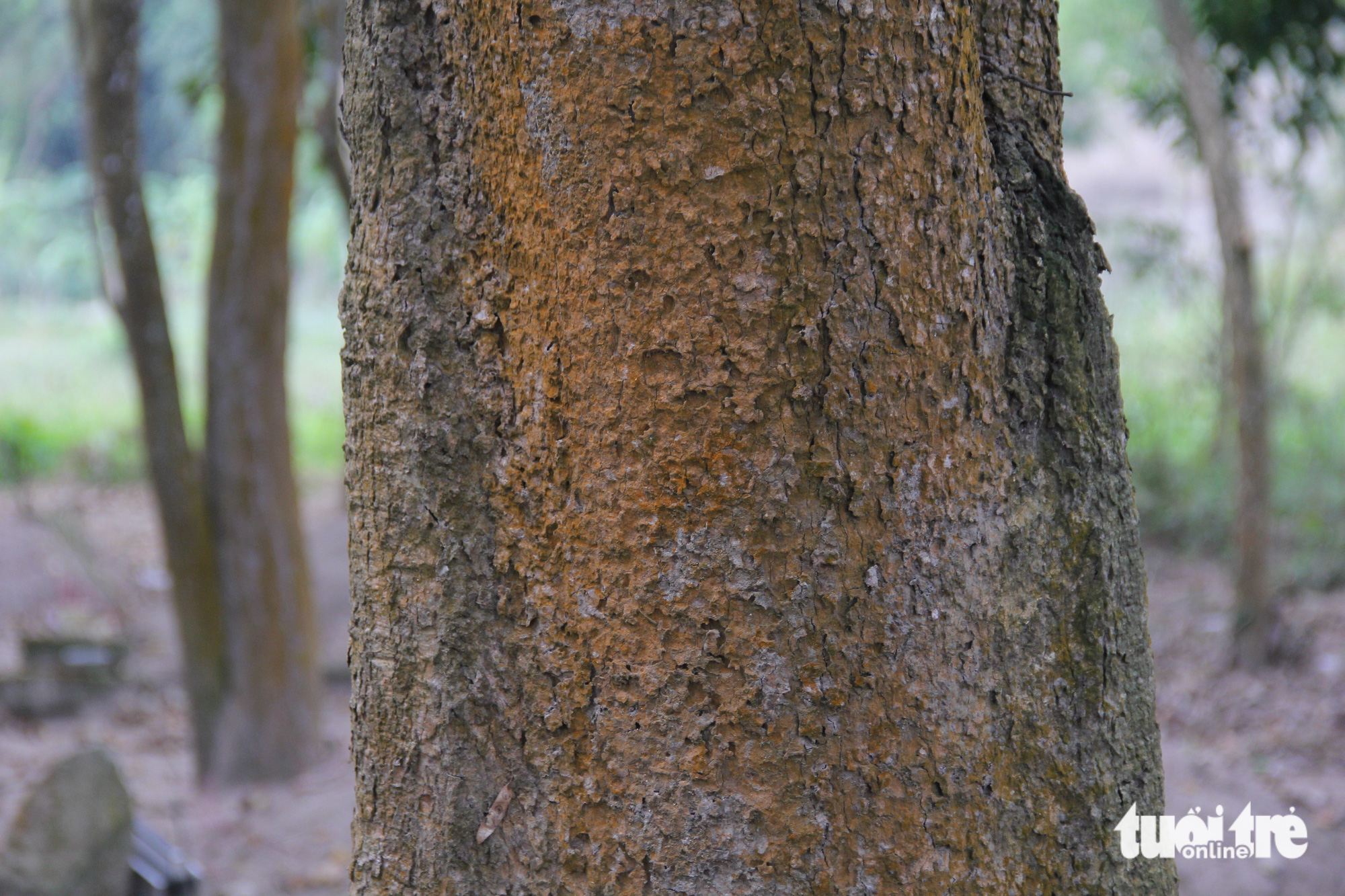 Ngắm rừng gỗ trắc quý hiếm vào mùa thay lá, nằm ngay ven đường bê tông - Ảnh 7.