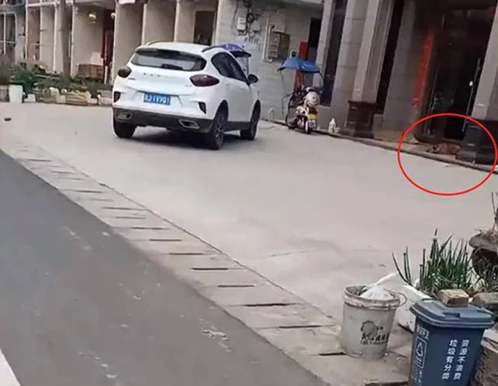 Chú chó trả thù bác sĩ thú y triệt sản mình theo cách lạ ghê! - Ảnh 2. Chú chó trả thù bác sĩ thú y triệt sản mình theo cách lạ ghê! - Ảnh 2.