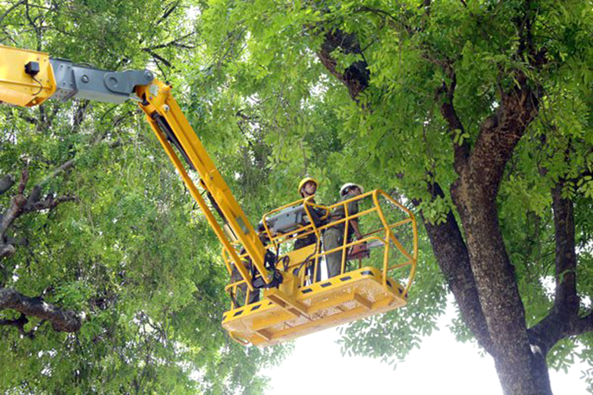 Biệt đội vạch lá tìm sâu ở Hà Nội - Ảnh 1. “Khám cây” trên cao bằng thang máy - Ảnh NVCC