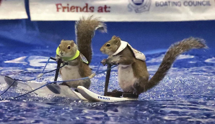 This is a very cute water slide show by two squirrels at the Orlando Boat Show at the Orange County Convention Center in Orlando, Florida.  This year the event takes place in 3 days March 17, 18 and 19 - Photo: AP