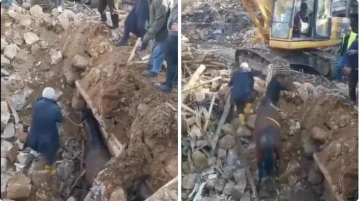 Con ngựa được tìm thấy trong đống đổ nát của Thổ Nhĩ Kỳ 21 ngày sau trận động đất - Ảnh: YAHOO NEWS