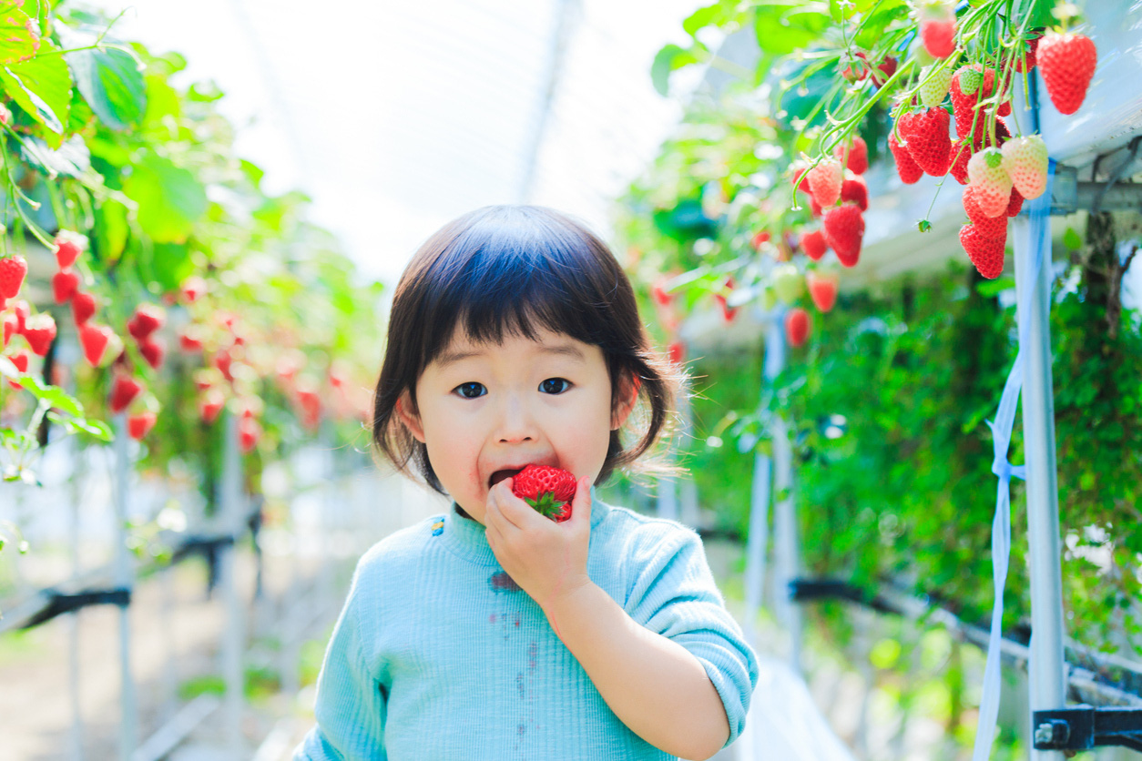 Dâu tây ngon nhưng ăn nhiều có tốt không?