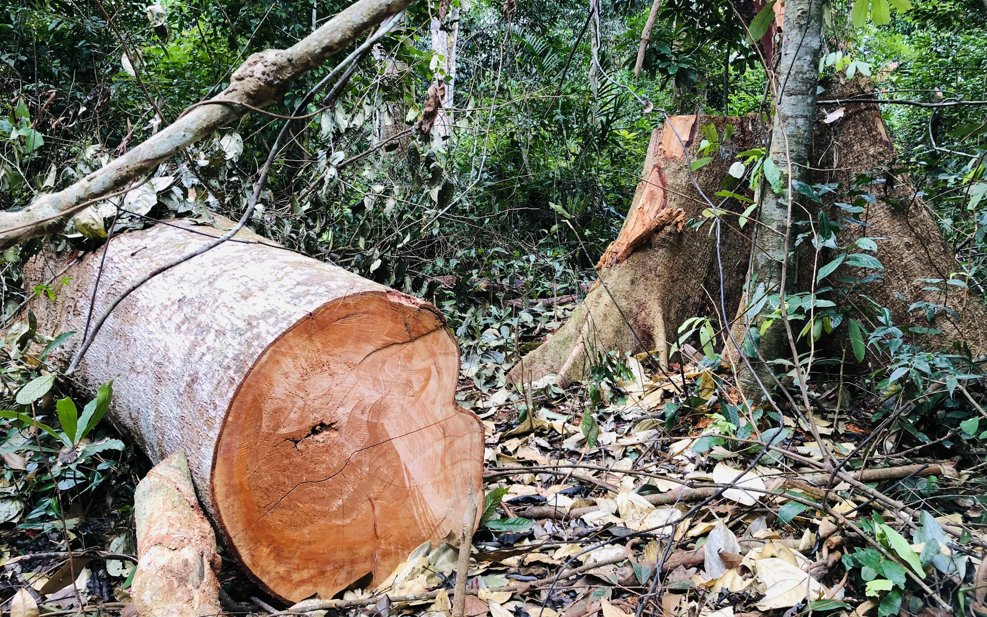 Vụ cây rừng bị cắt cả năm, chủ rừng mới biết: Thủ phạm là nhóm thanh niên địa phương