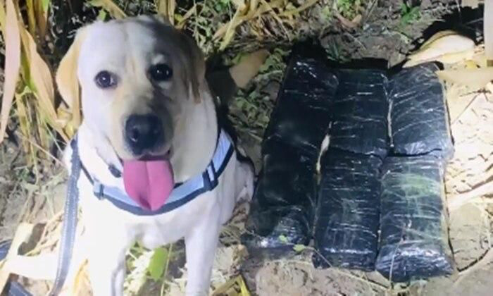 Chú chó được thưởng vòng hoa chân gà nhờ phá án ma túy - Ảnh 1. Chú chó được thưởng vòng hoa chân gà nhờ phá án ma túy - Ảnh 1.