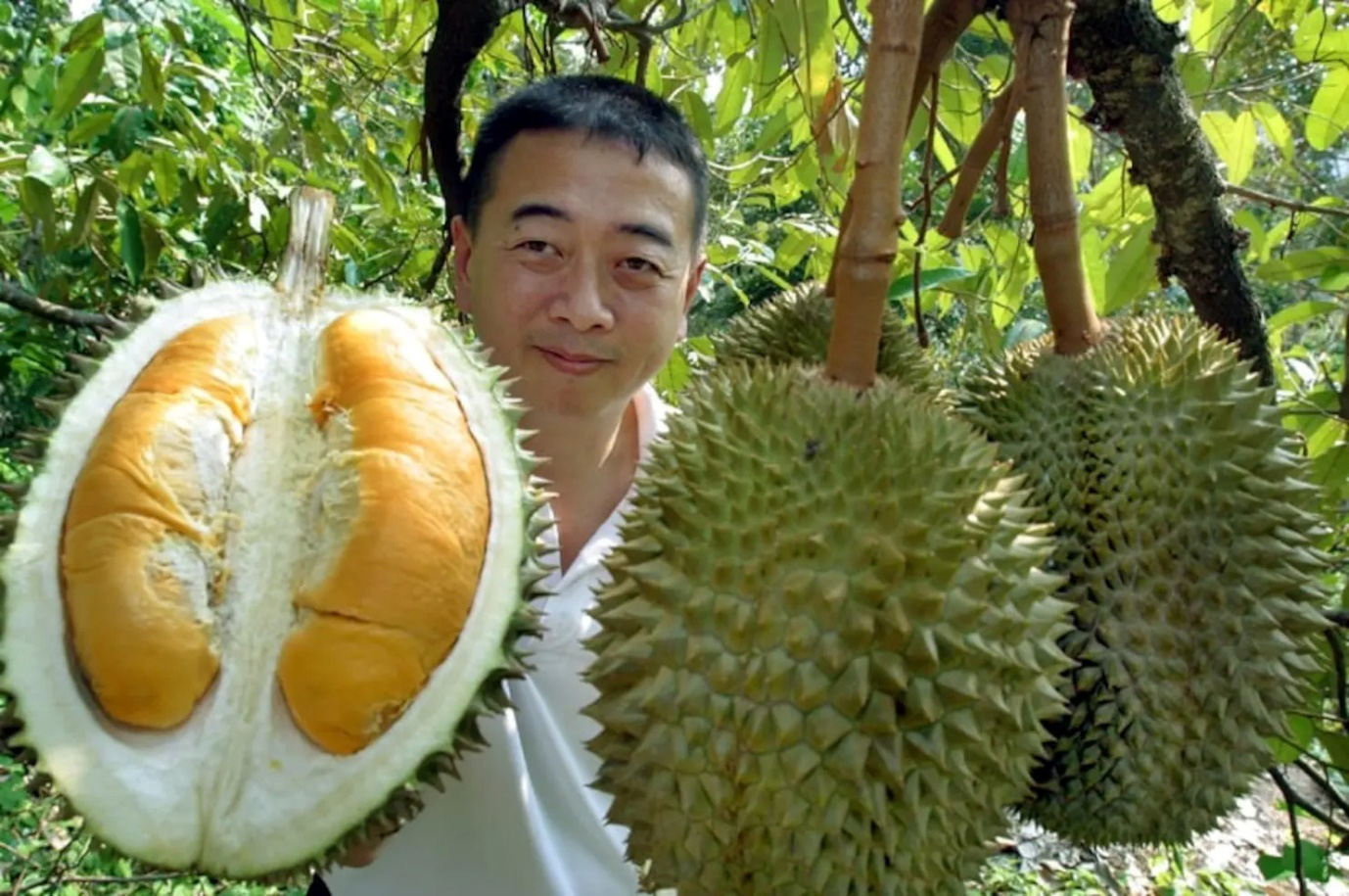 Tham vọng trồng sầu riêng của Trung Quốc khiến Thái LanMalaysia lo ngại   Báo Dân trí