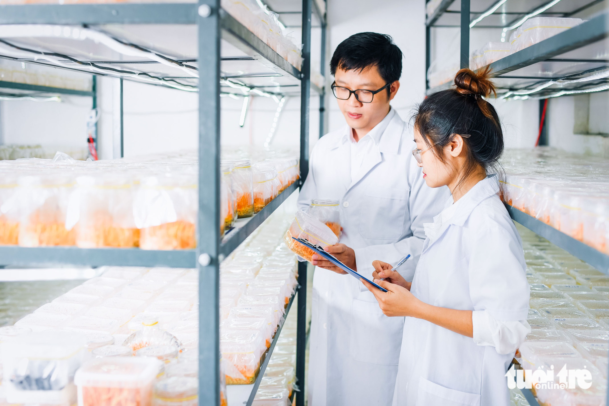 Tiến sĩ Nguyễn Thành Trung và phụ tá kiểm tra các giá thể đông trùng hạ thảo trong phòng nuôi sáng - Ảnh: N.T.K