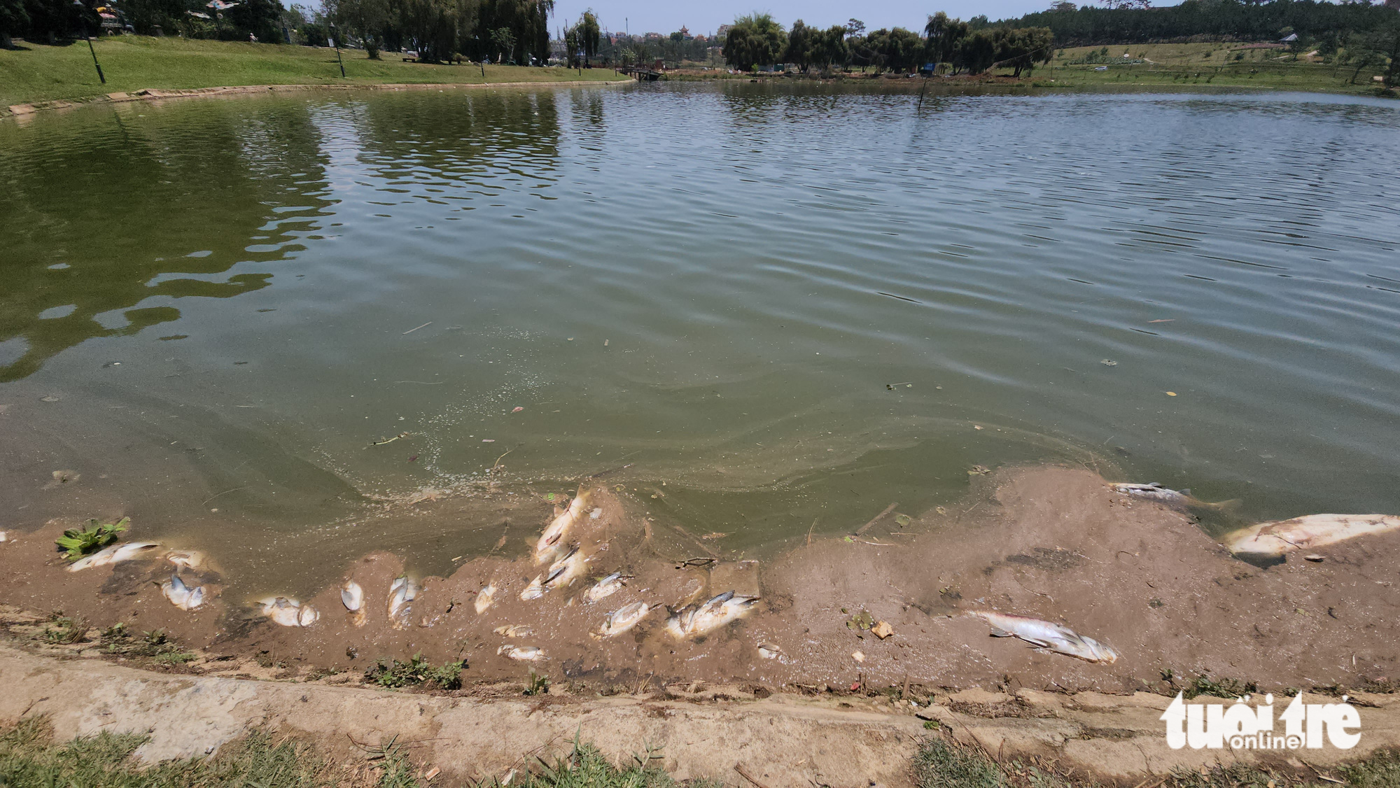 Cá chết hàng loạt ở hồ Xuân Hương - Đà Lạt, công nhân phải gom bằng xe tải - Ảnh 2.