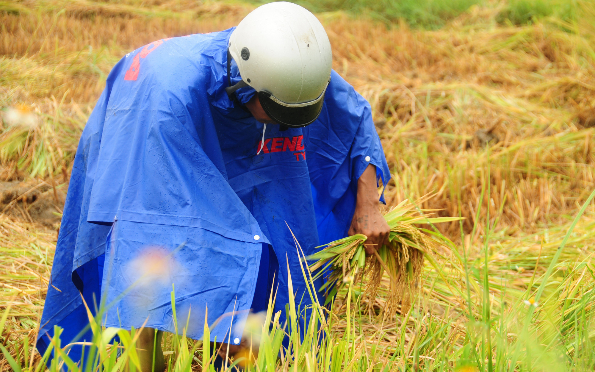 Tranh luận sôi nổi chọn sen hay lúa làm quốc hoa- Ảnh 3. Mơ làm giàu với cây lúa