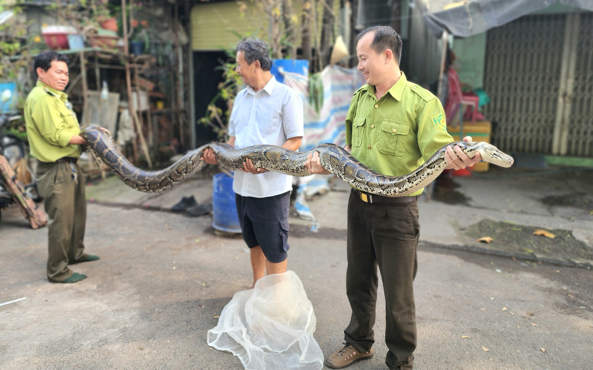 Sự Thật Chưa Biết Về Loài Đại Mẵng Xà Đang Có Nguy Cơ Tuyệt Chủng Tại Việt  Nam  Trăn gấm  Trăn Đất  YouTube