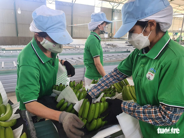 Hoàng Anh Gia Lai là một trong số ít doanh nghiệp niêm yết trên sàn chứng khoán đầu tư trong lĩnh vực nông nghiệp. Tuy nhiên hành trình này gặp không ít gian nan thử thách - Ảnh: TRẦN MẠNH