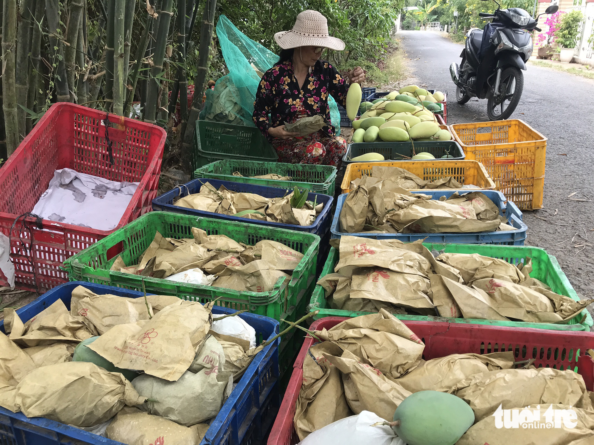 Lễ hội xoài 2023: Đồng Tháp có bị bội thực lễ hội? - Ảnh 2.