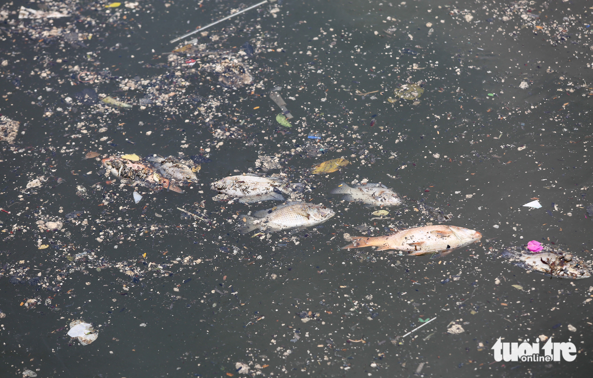 Sau mưa, cá chết, rác nổi lềnh bềnh trên kênh Nhiêu Lộc - Thị Nghè - Ảnh 4.