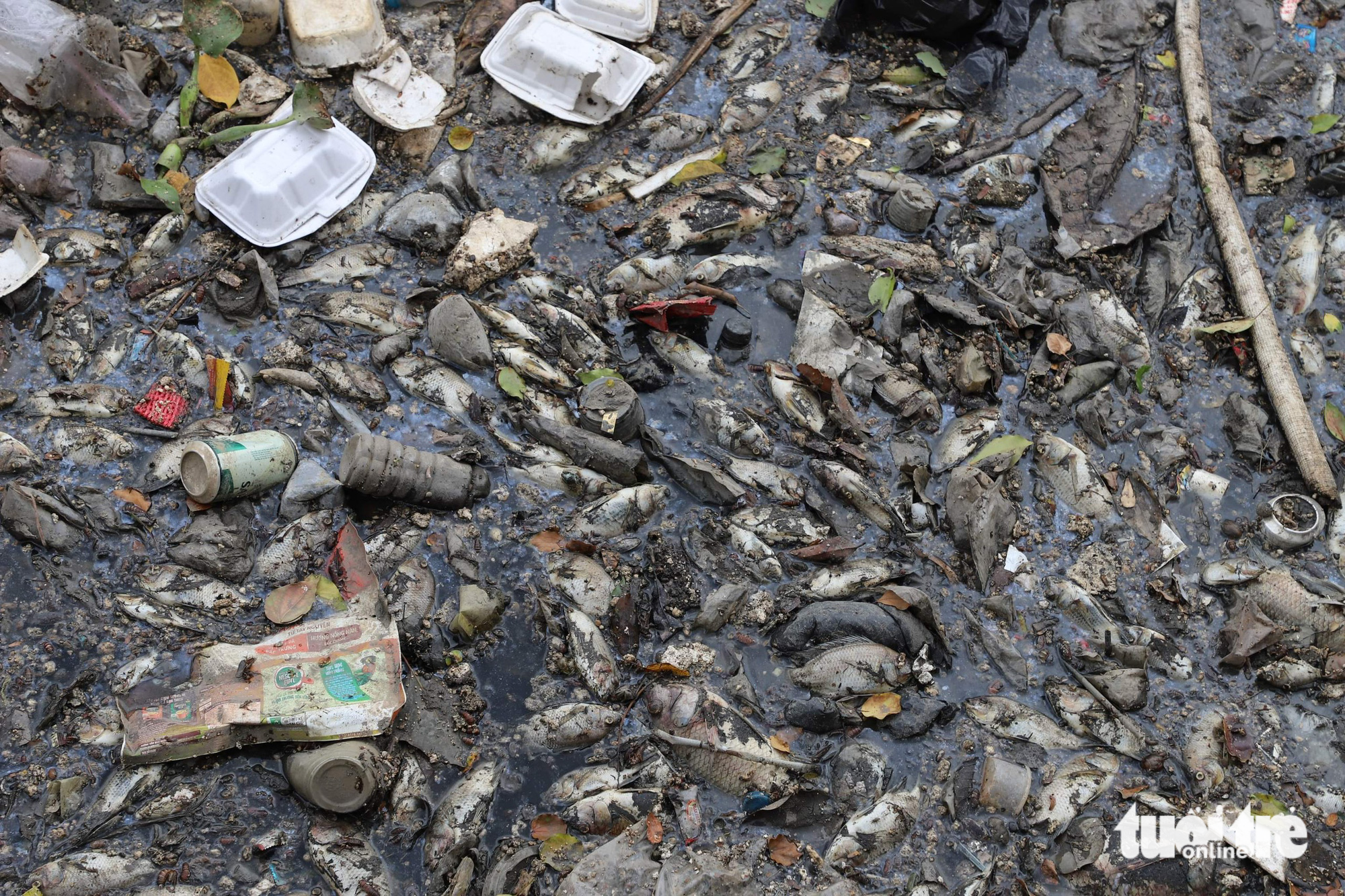 Sau mưa, cá chết, rác nổi lềnh bềnh trên kênh Nhiêu Lộc - Thị Nghè - Ảnh 7.