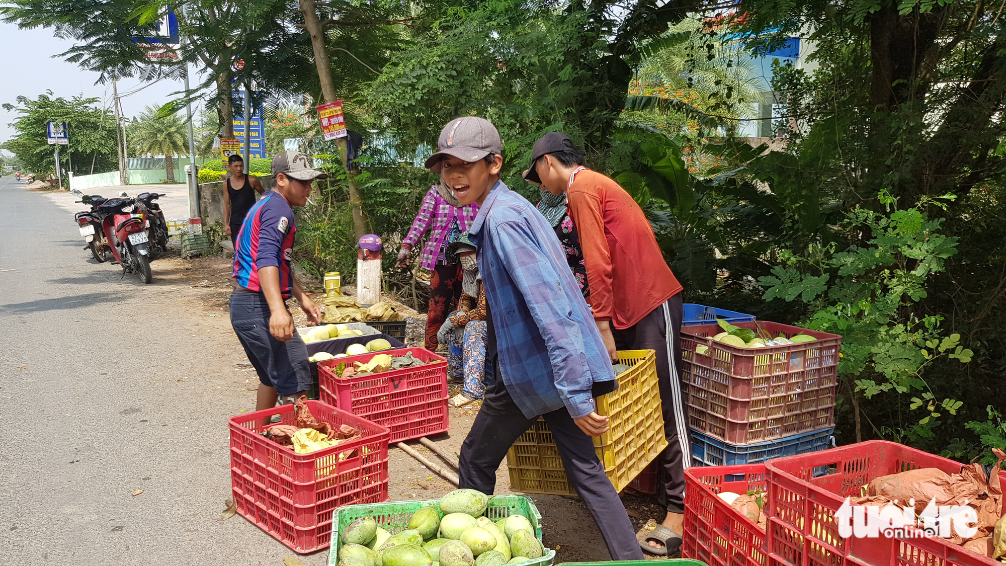 Ký xoài keo thua ly trà đá mà còn hổng có người mua - Ảnh 3.