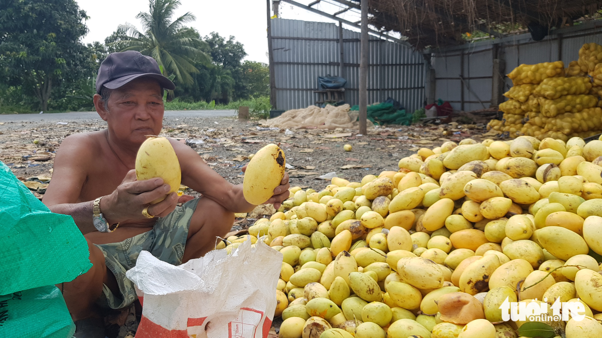 Ký xoài keo thua ly trà đá mà còn hổng có người mua - Ảnh 1.