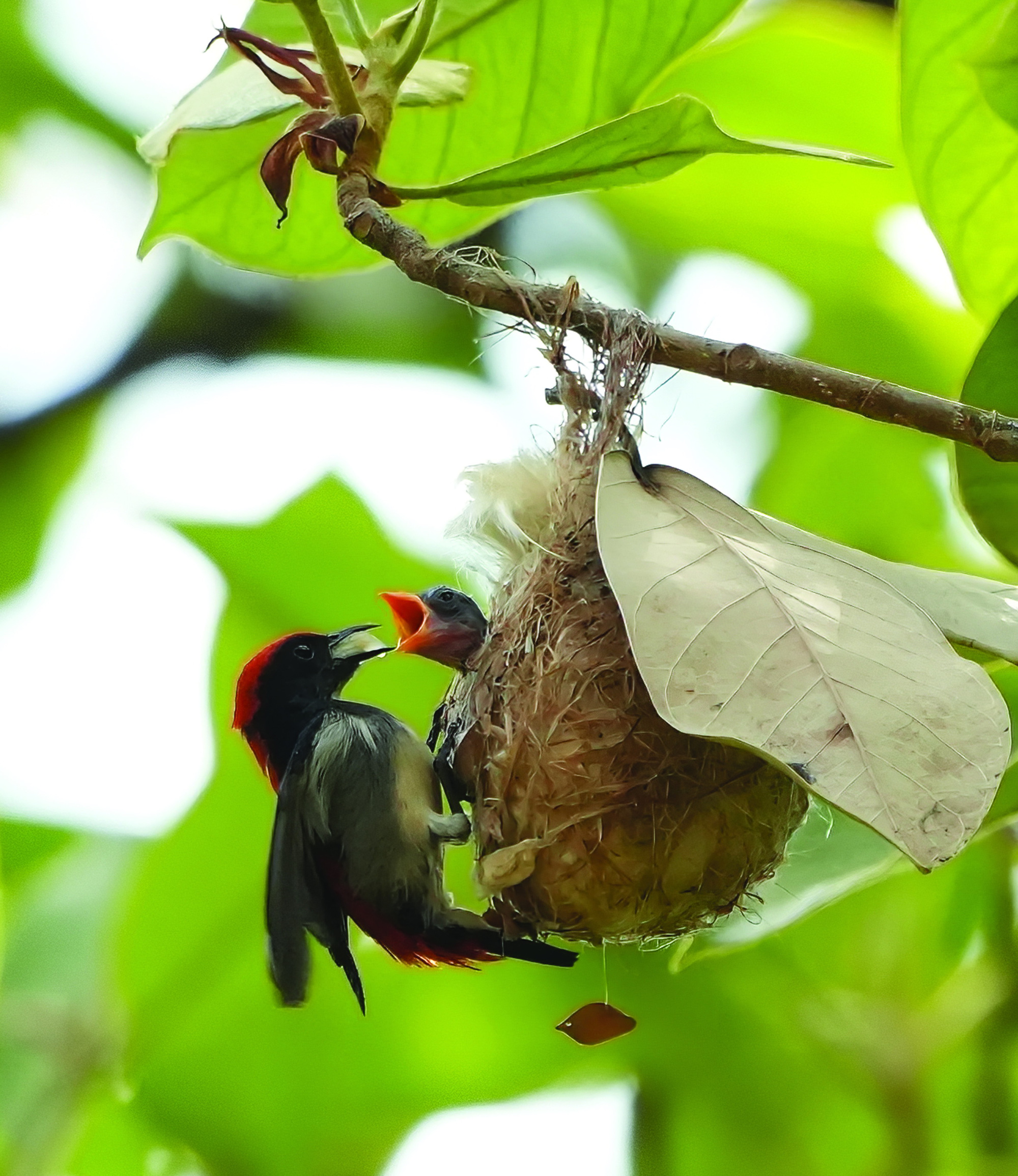 Những lưu ý khi nuôi chim cảnh trong nhà ⋆ Thủy sinh Việt Nam