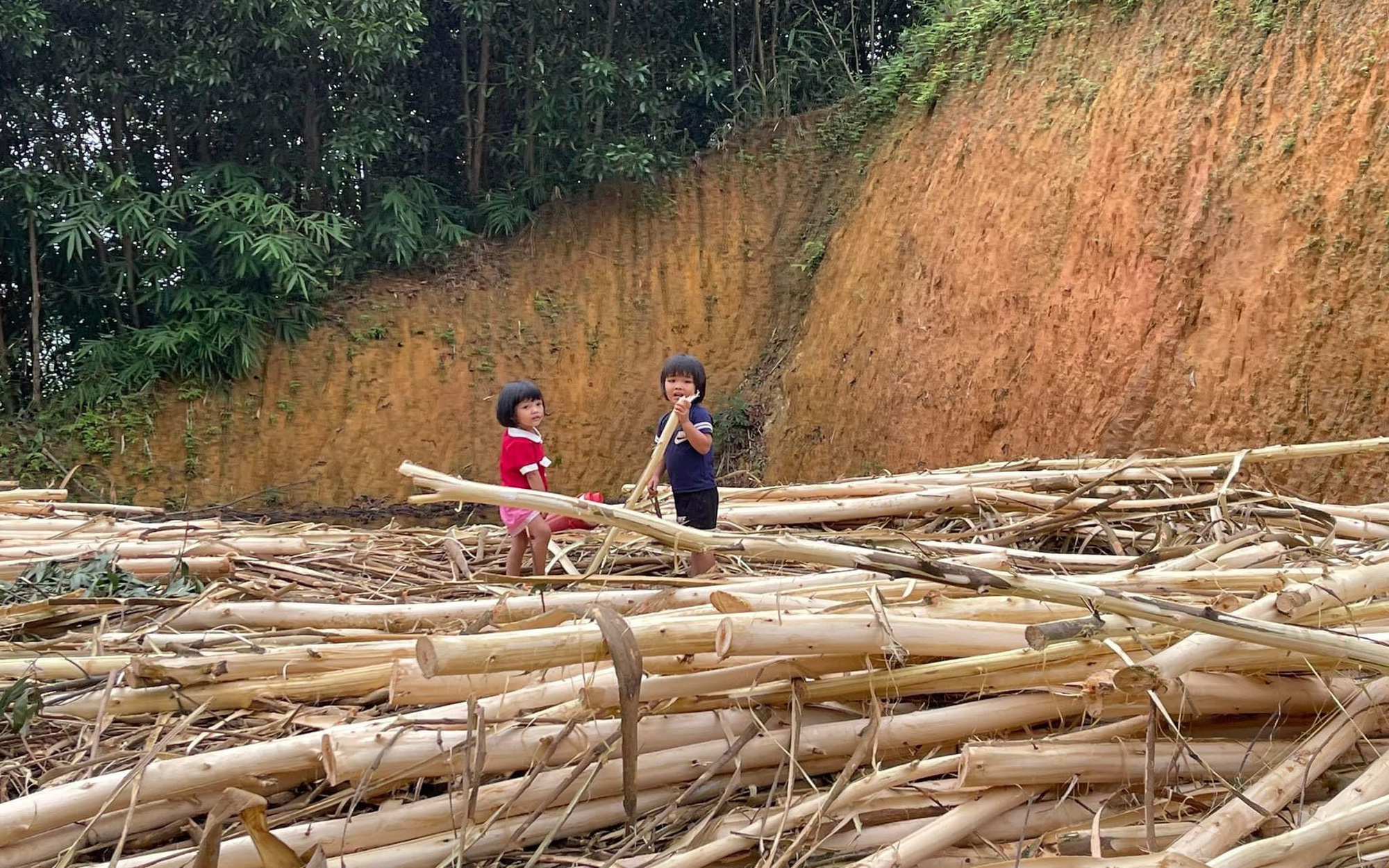 Châu Âu cấm hàng hóa có xuất xứ từ phá rừng: Doanh nghiệp Việt mừng hay lo?
