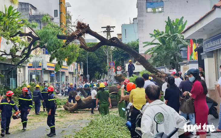 TP.HCM chỉ đạo rà soát, đảm bảo an toàn hệ thống cây xanh