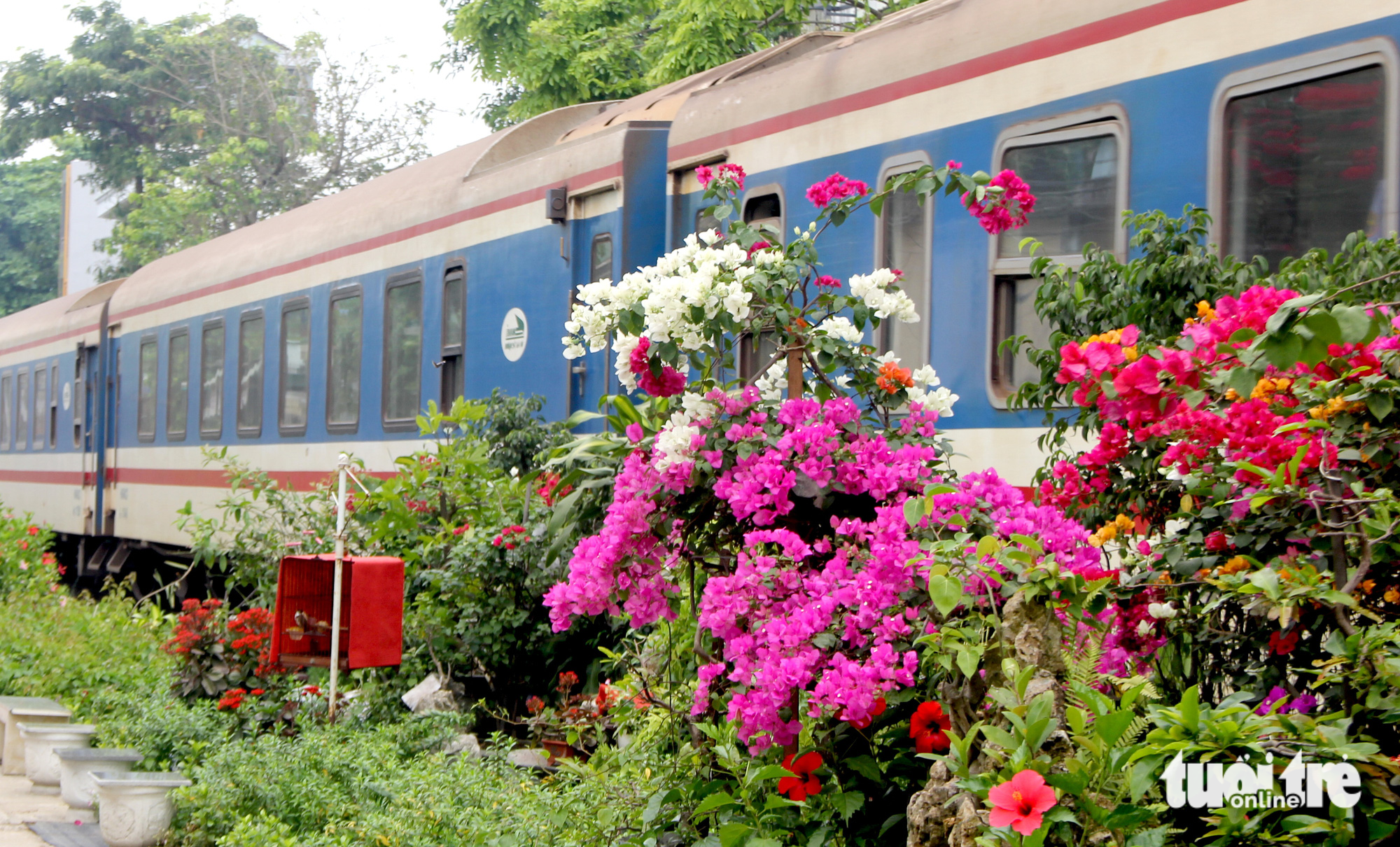 Những vườn hoa ven đường sắt Bắc - Nam được người dân Đà Nẵng trồng tạo cảnh quan